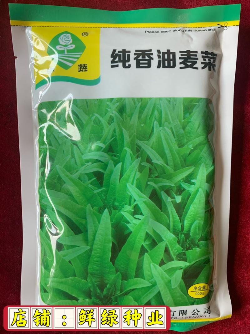 速生绿叶油麦：抗寒耐雨、耐寒耐湿、纤维少、品质优、质脆甜