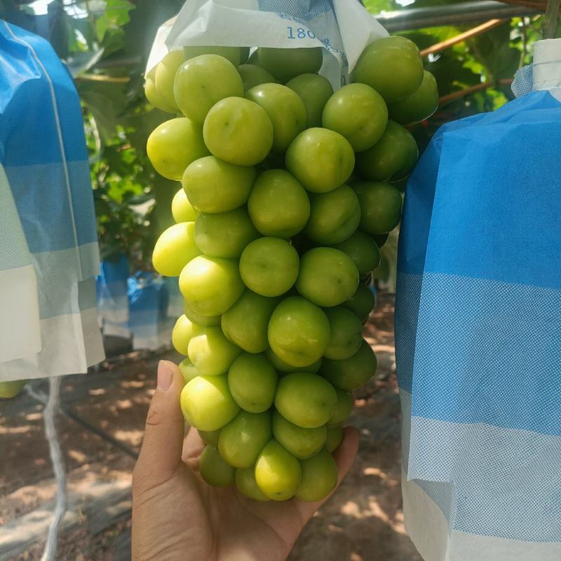 西昌大量阳光玫瑰上市中，蓝宝石也陆续上货，供广大客商采购