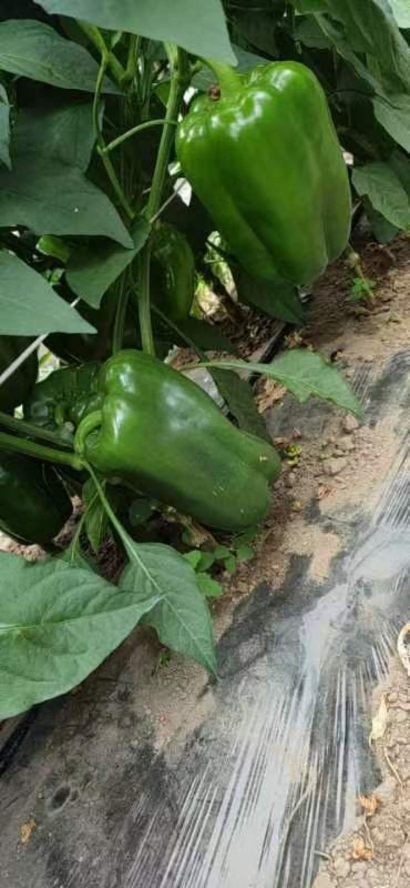 太空椒，太空椒现在已大量上市，有需要的客户与我联系