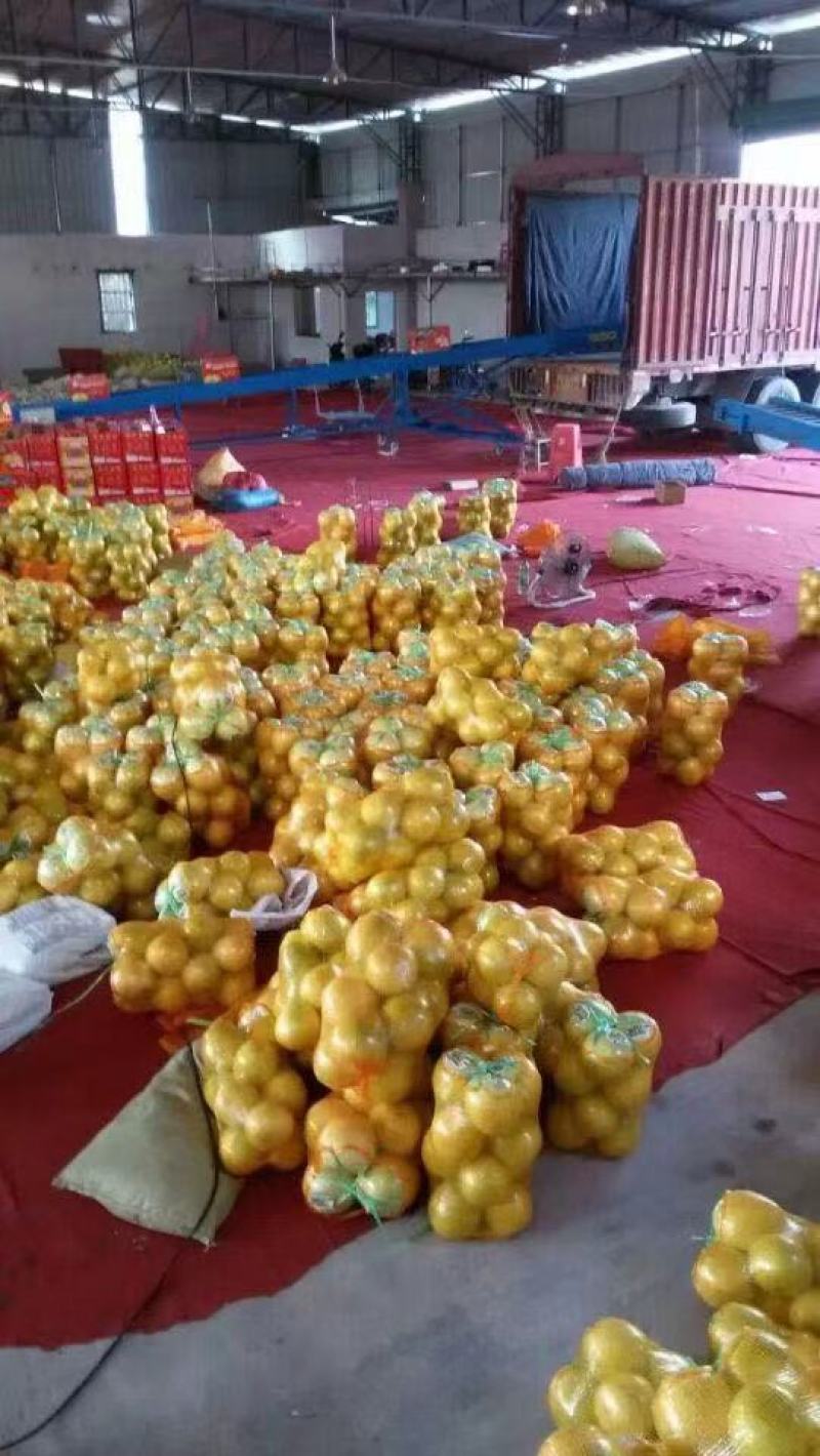 红肉蜜柚三红蜜柚产地直供！欢迎实地考察