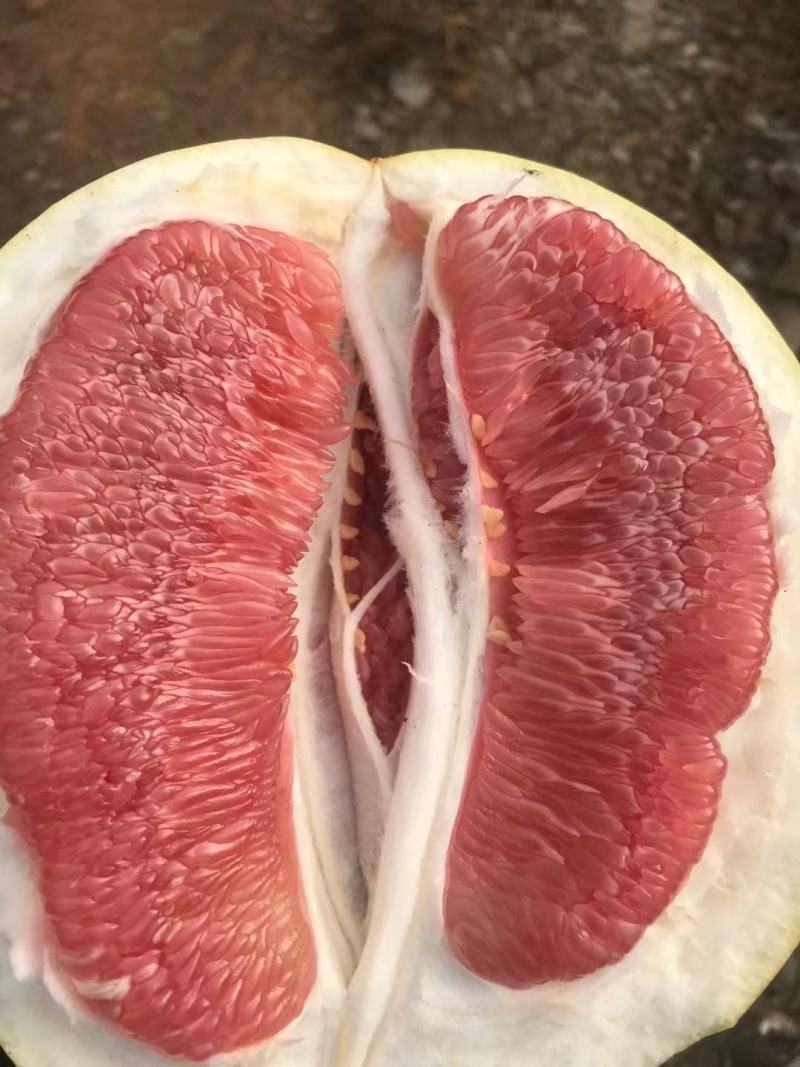 红肉蜜柚三红蜜柚产地直供！欢迎实地考察