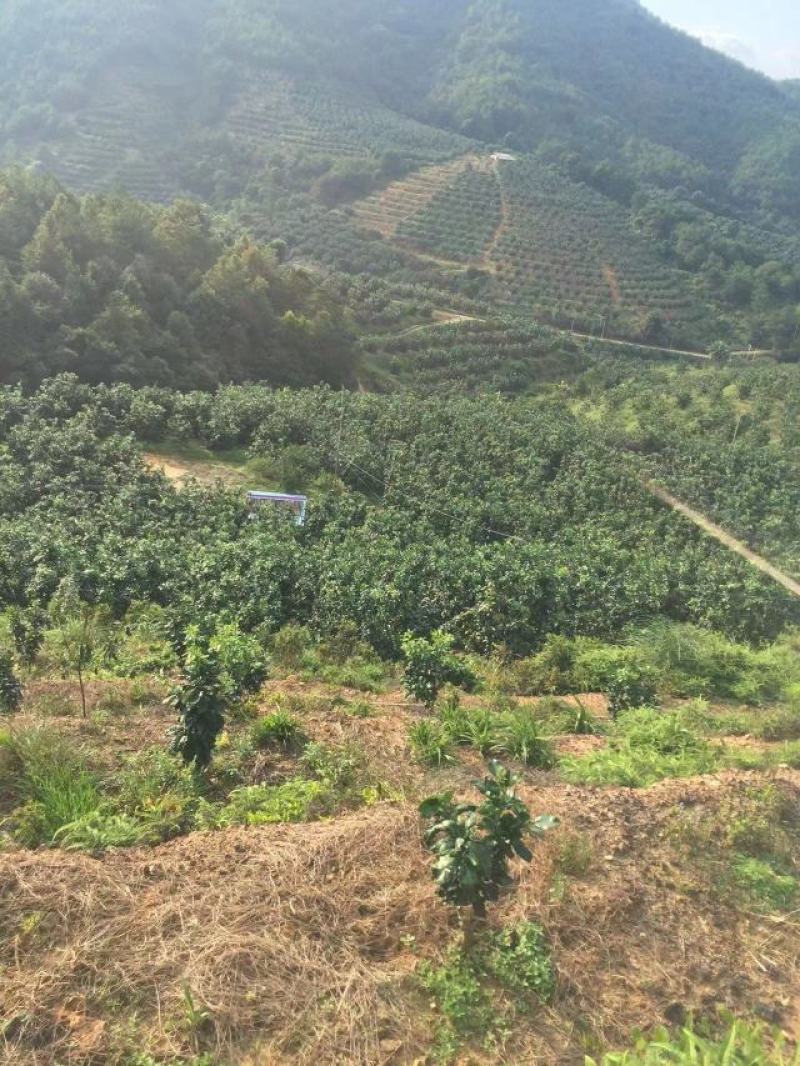 红肉蜜柚三红蜜柚产地直供！欢迎实地考察