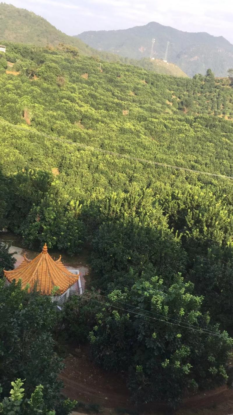 红肉蜜柚三红蜜柚产地直供！欢迎实地考察