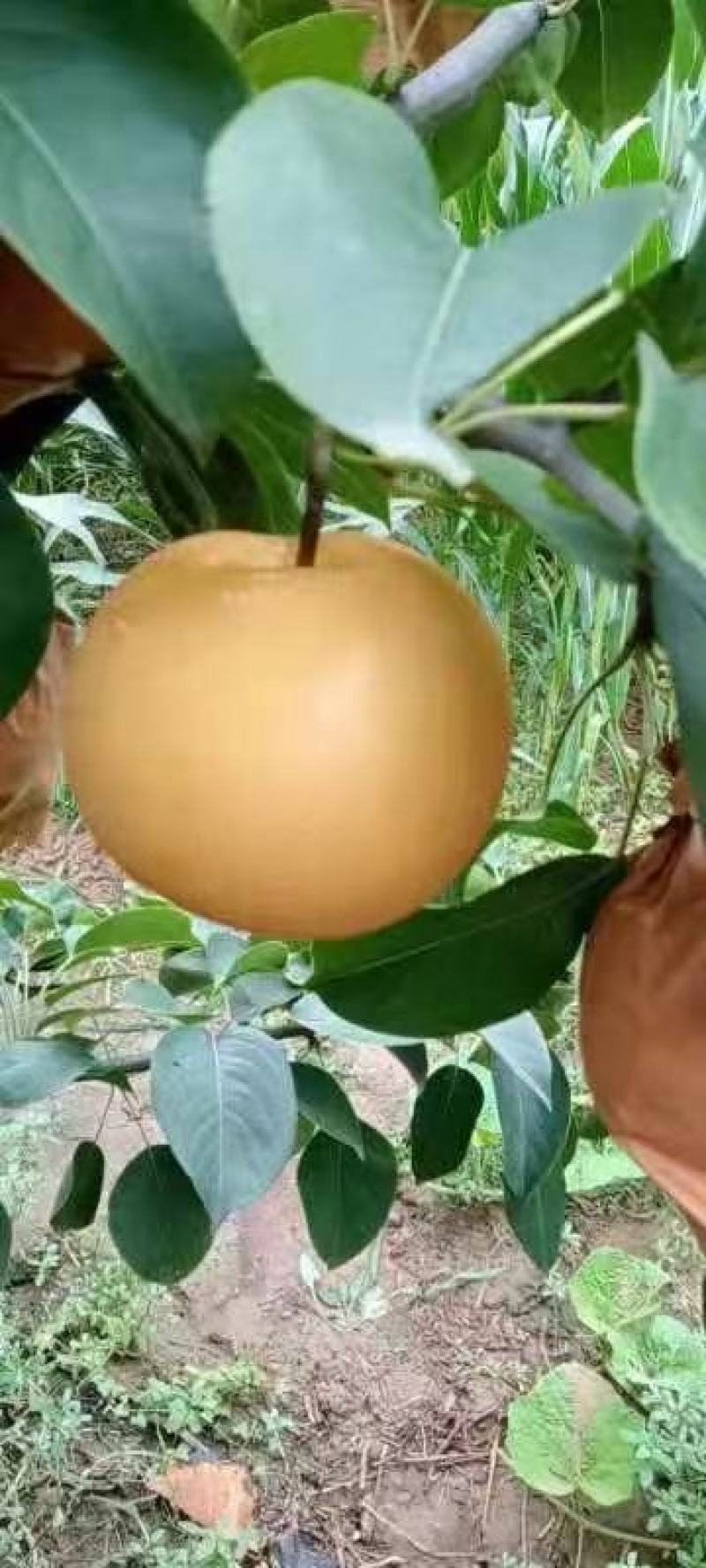 正宗秋月梨自然熟果行漂亮口感超甜没有一点果渣咬一口果汁爆