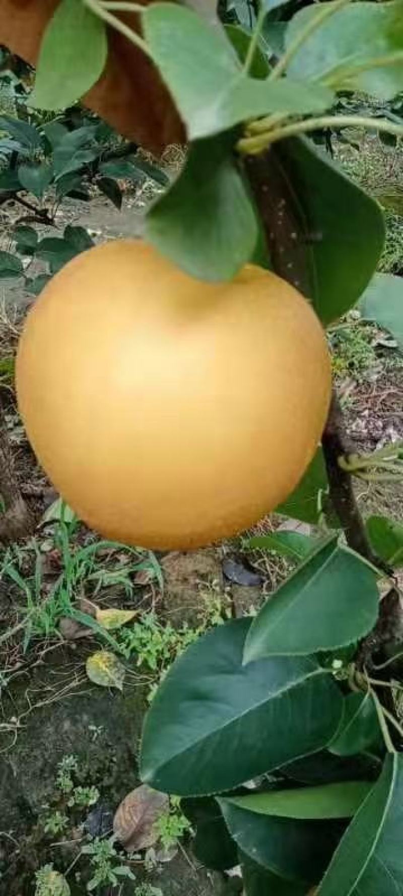 正宗秋月梨自然熟果行漂亮口感超甜没有一点果渣咬一口果汁爆