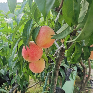 中华寿桃产地直发，口感脆甜，精品果面