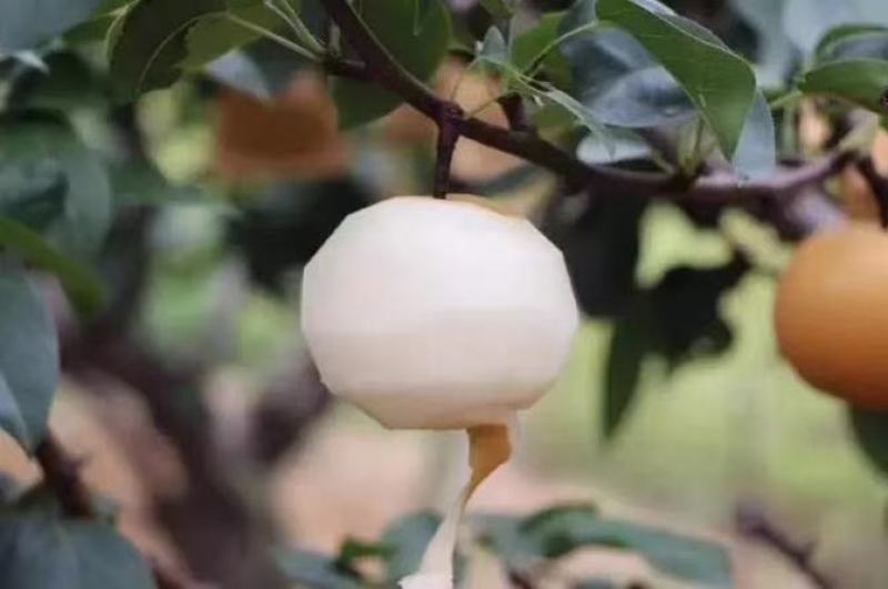 正宗秋月梨自然熟果行漂亮口感超甜没有一点果渣咬一口果汁爆