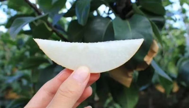 正宗秋月梨自然熟果行漂亮口感超甜没有一点果渣咬一口果汁爆