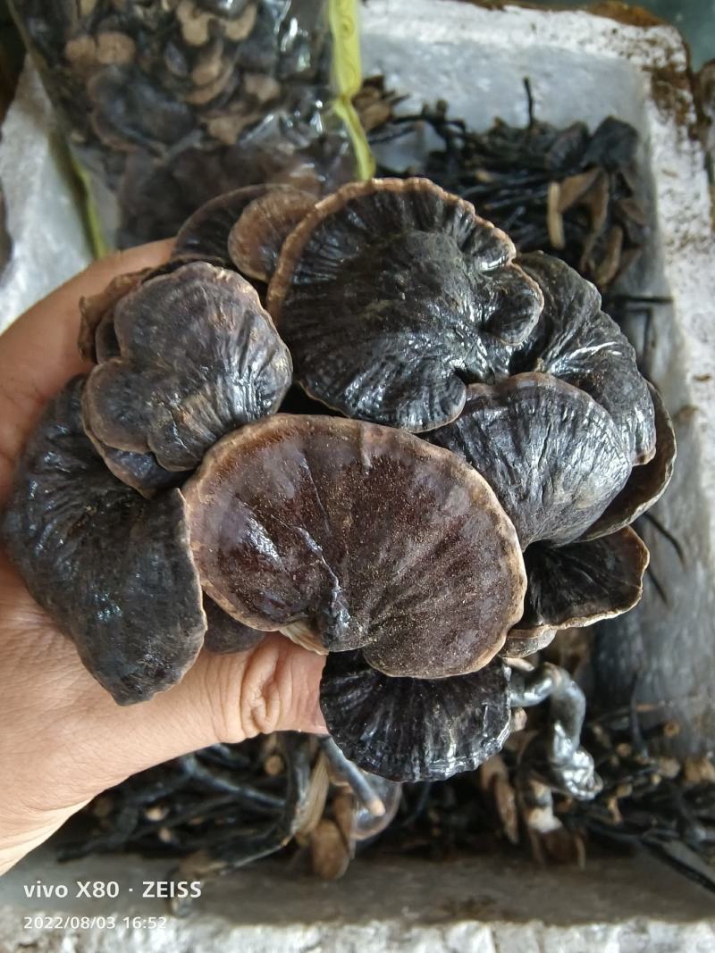 深山野生竹灵芝整支带柄散装煮水煲汤