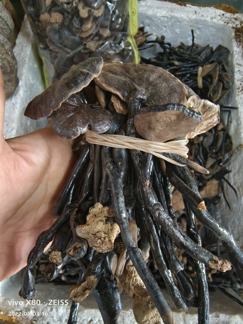 深山野生竹灵芝整支带柄散装煮水煲汤