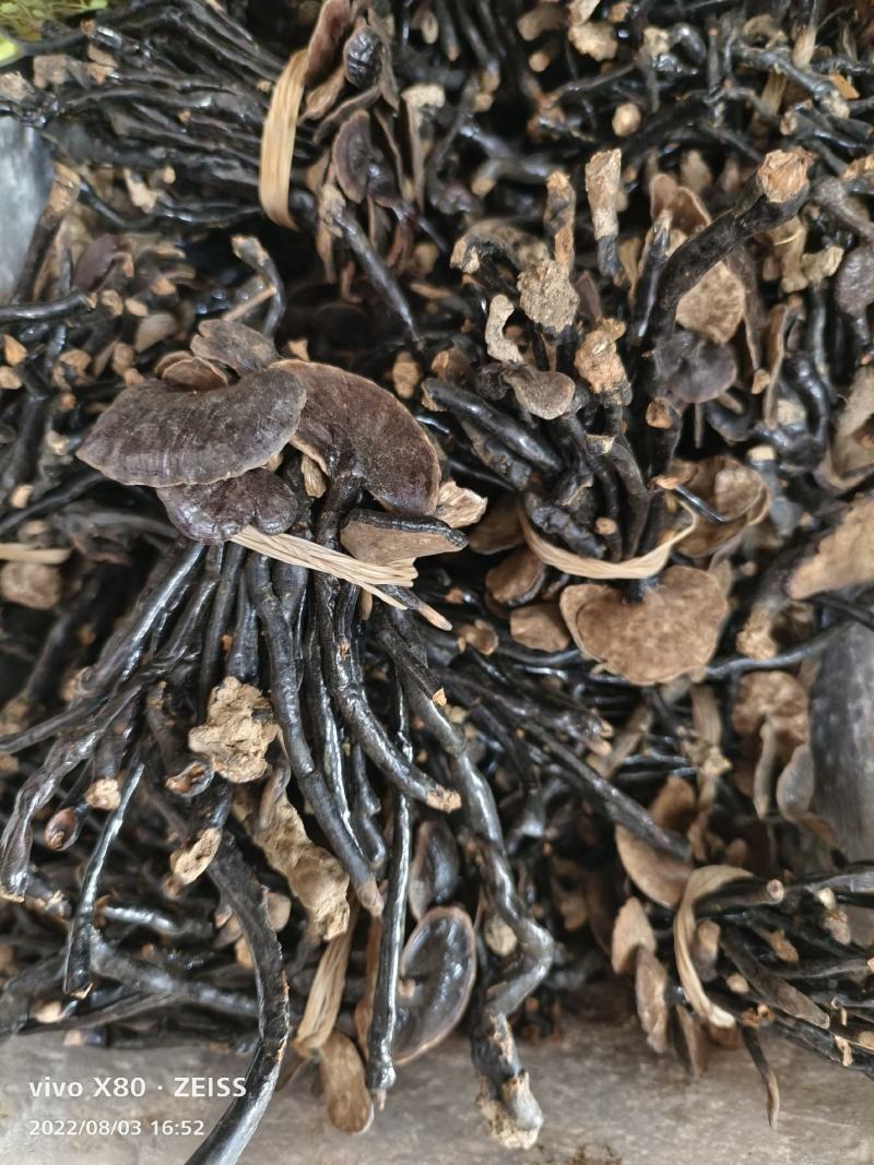 深山野生竹灵芝整支带柄散装煮水煲汤