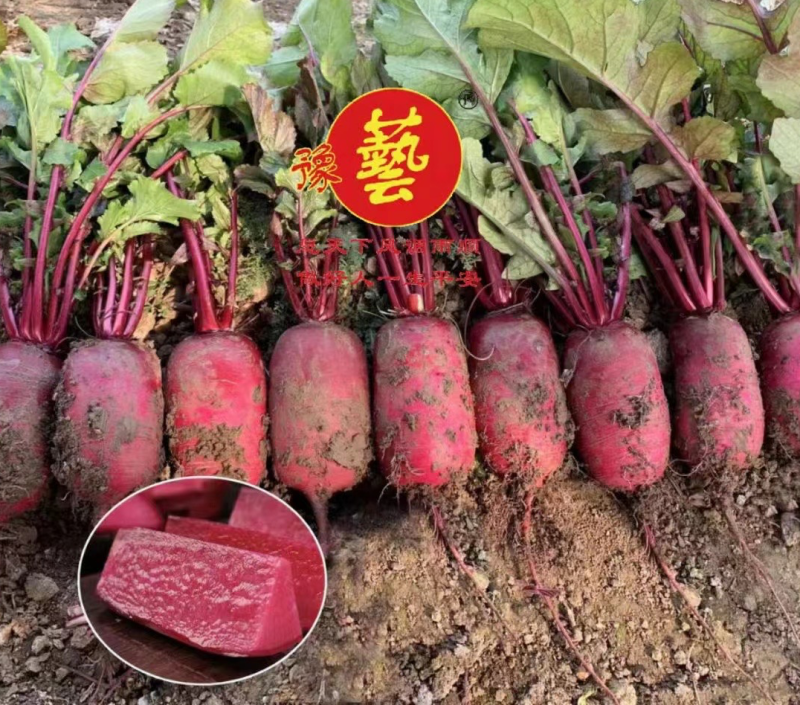 豫艺火龙果水果萝卜种子凤梨萝卜种子杂交种