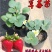 四季草莓苗法兰地妙香七号，天仙醉草莓苗，甜查理草莓