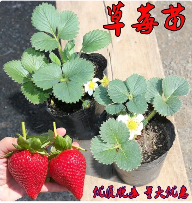 四季草莓苗法兰地妙香七号，天仙醉草莓苗，甜查理草莓