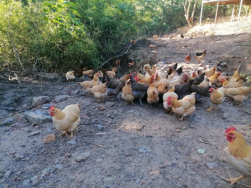江西散养土鸡纯种土1开产母鸡可以提供送货上门服务