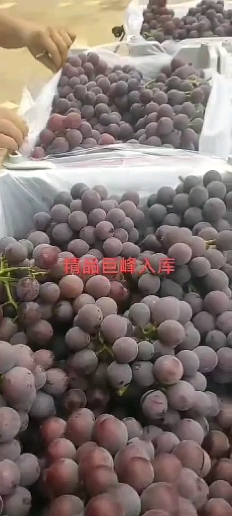 巨峰葡萄大量上市中欢迎各地老板前来选购场地交通方便