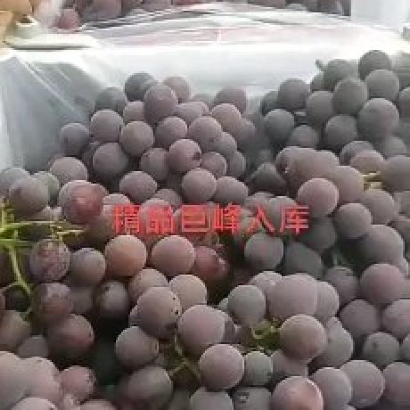巨峰葡萄大量上市中欢迎各地老板前来选购场地交通方便