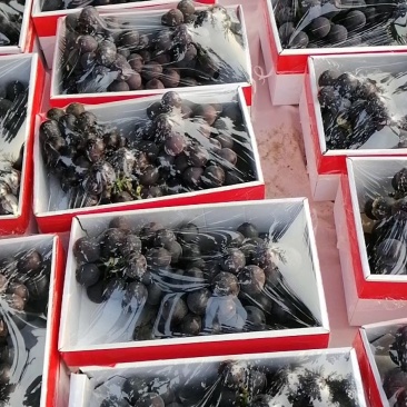 精品葡萄（辽峰）无籽，果园大棚直发