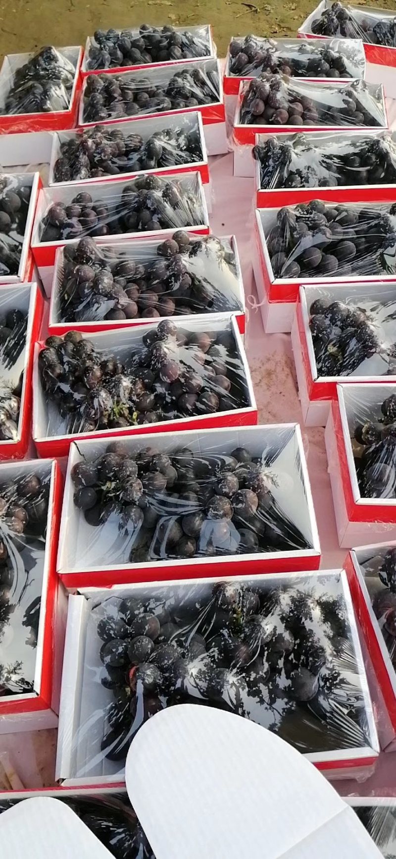 精品葡萄（辽峰）无籽，果园大棚直发