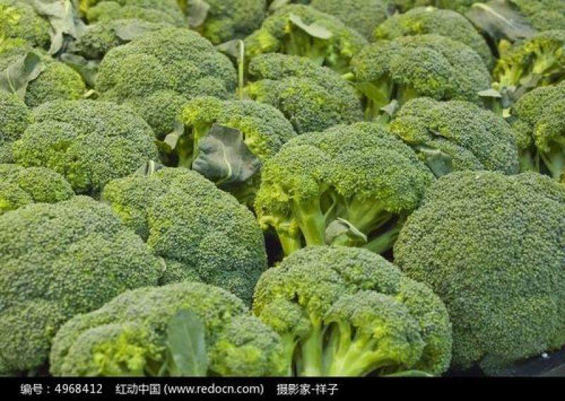 云南高山精品耐寒优秀西兰花