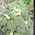 云南高山精品耐寒优秀西兰花
