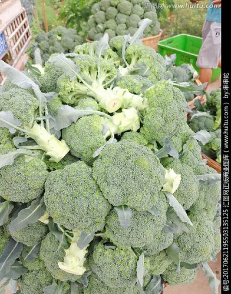 云南高山精品耐寒优秀西兰花