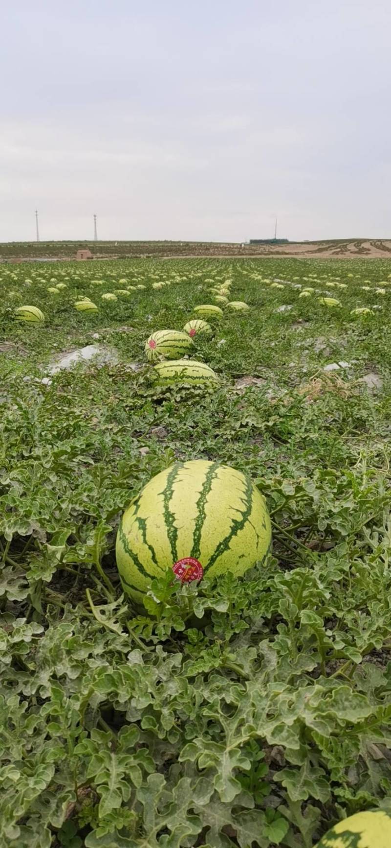 宁夏西瓜硒砂瓜甘甜多汁肉质爽口具有鲜红色的瓜瓤