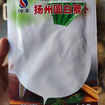 扬州圆白萝卜种子，