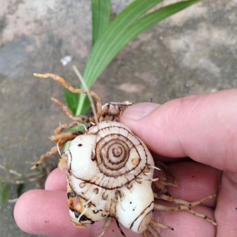 新鲜紫花三叉白芨，品质优良，野生态种植，无农药无化肥