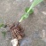 新鲜紫花三叉白芨，品质优良，野生态种植，无农药无化肥