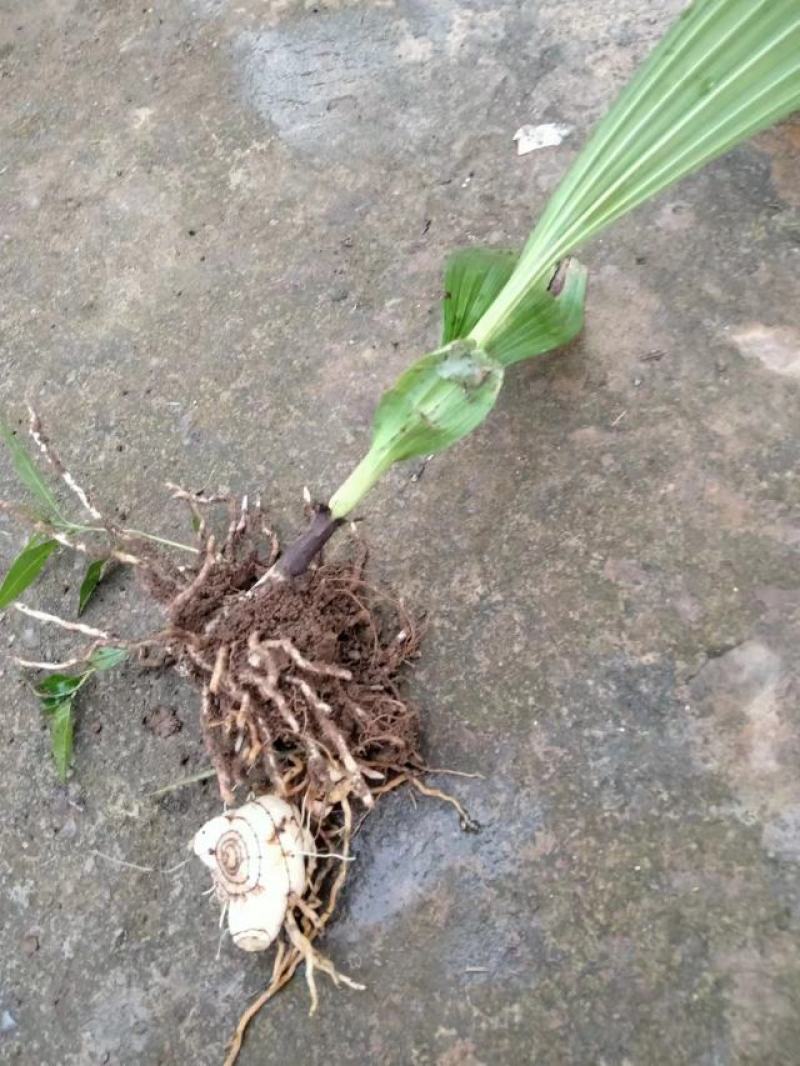 新鲜紫花三叉白芨，品质优良，野生态种植，无农药无化肥