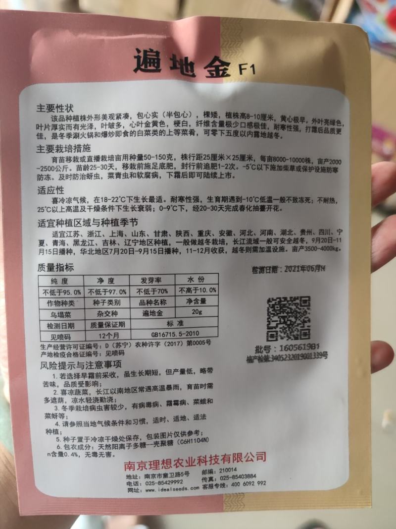 遍地金黄心乌，乌塌菜种子，该品种植株外形美观紧凑,包心实