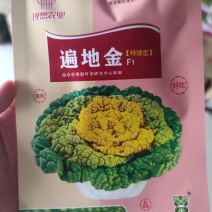 遍地金黄心乌，乌塌菜种子，该品种植株外形美观紧凑,包心实