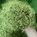 金银行优质银花花茶带绒毛颜色青金银花茶