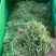金银行优质银花花茶带绒毛颜色青金银花茶