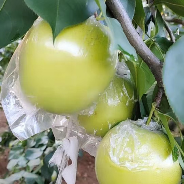 大量膜袋皇冠梨上市