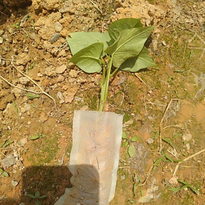 地瓜叶杯苗红薯叶