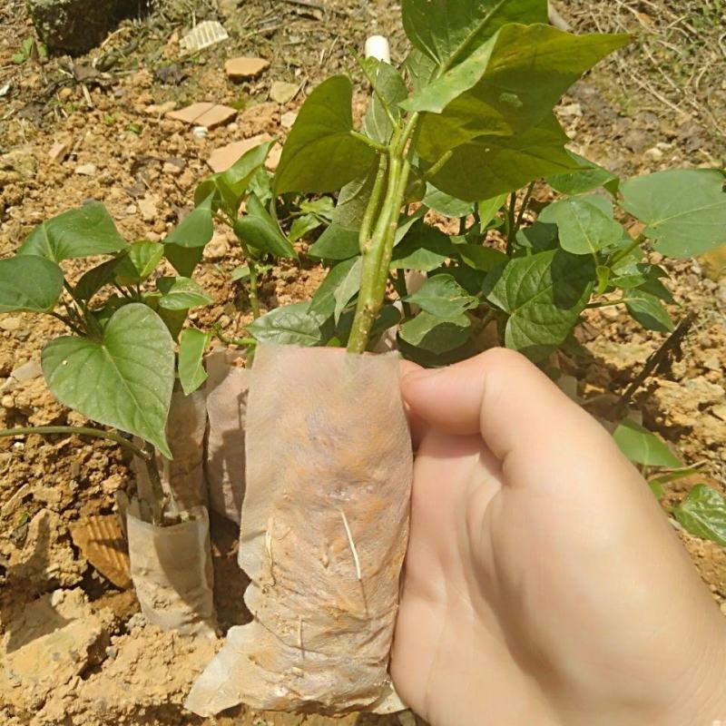 地瓜叶杯苗红薯叶