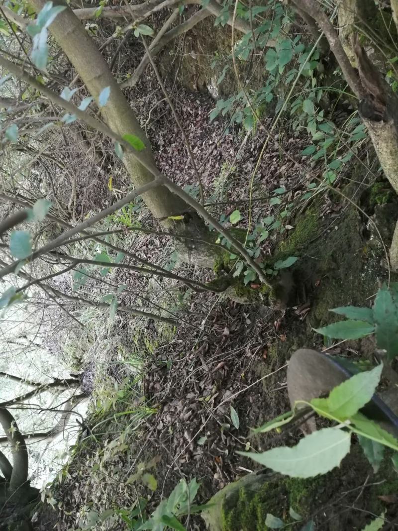 鹅耳枥老树桩，鹅耳枥盆景，鹅耳枥，绿化