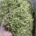 金银行优质银花花茶带绒毛颜色青金银花茶