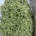 金银行优质银花花茶带绒毛颜色青金银花茶