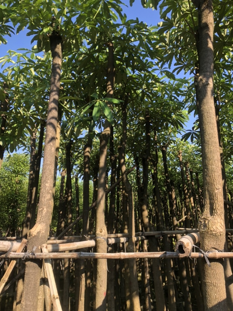 盆架子以叫灯台树10公分一12公