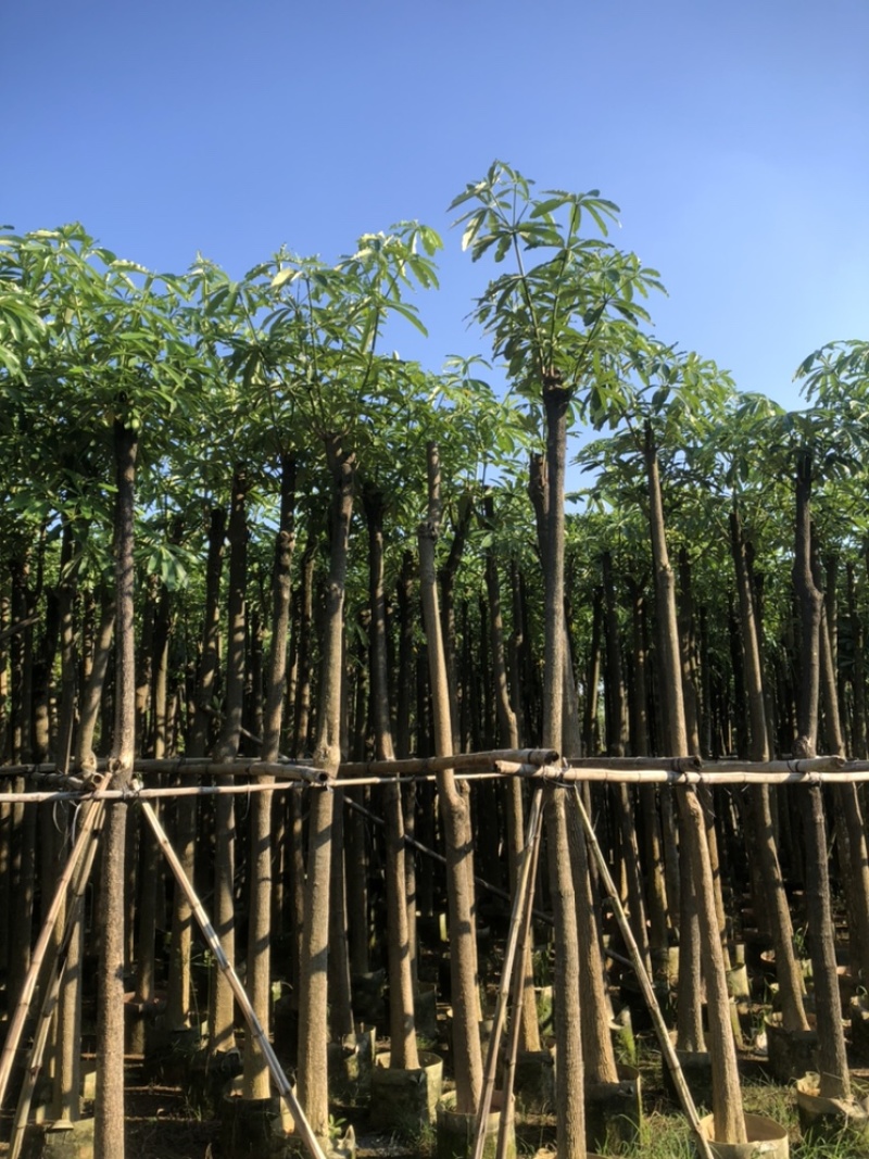 盆架子以叫灯台树10公分一12公