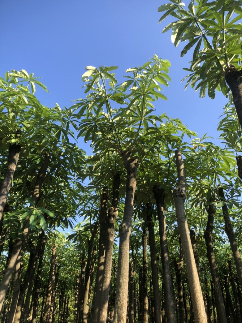 盆架子以叫灯台树10公分一12公