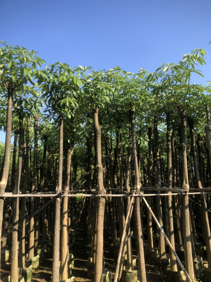 盆架子以叫灯台树10公分一12公