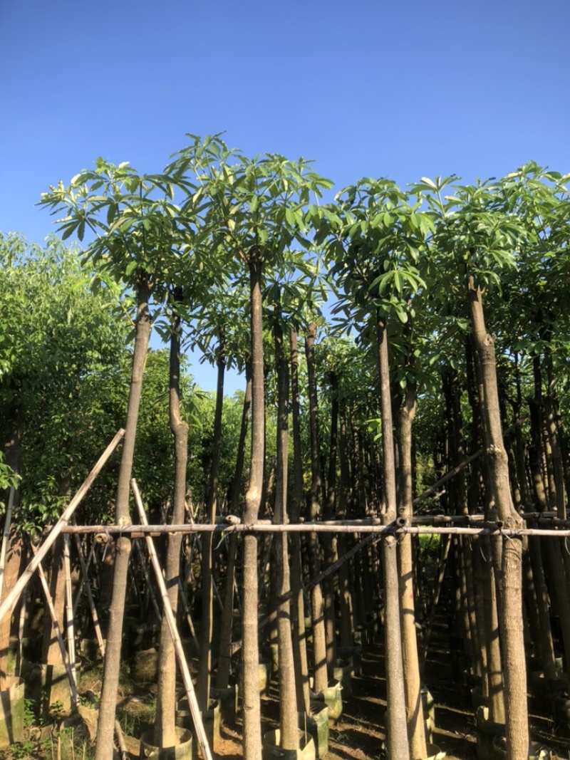 盆架子以叫灯台树10公分一12公