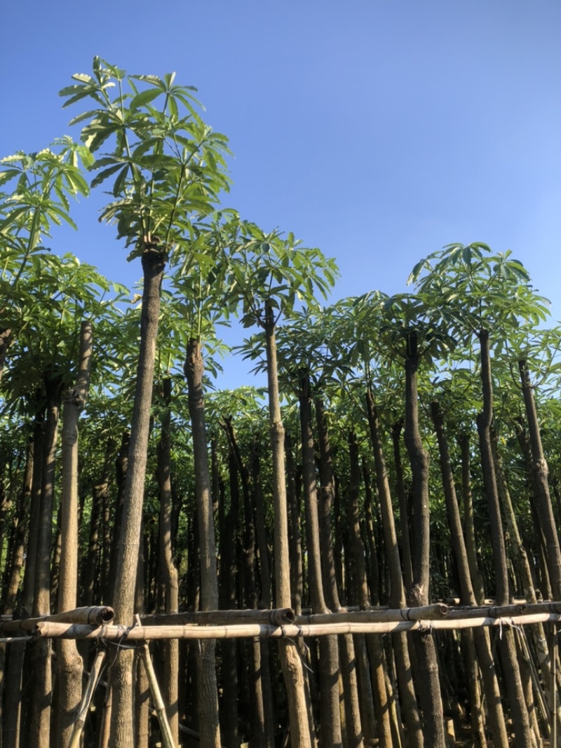 盆架子以叫灯台树10公分一12公