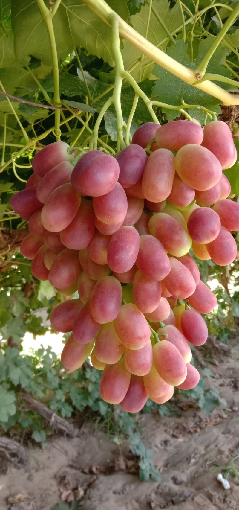 葡萄马特