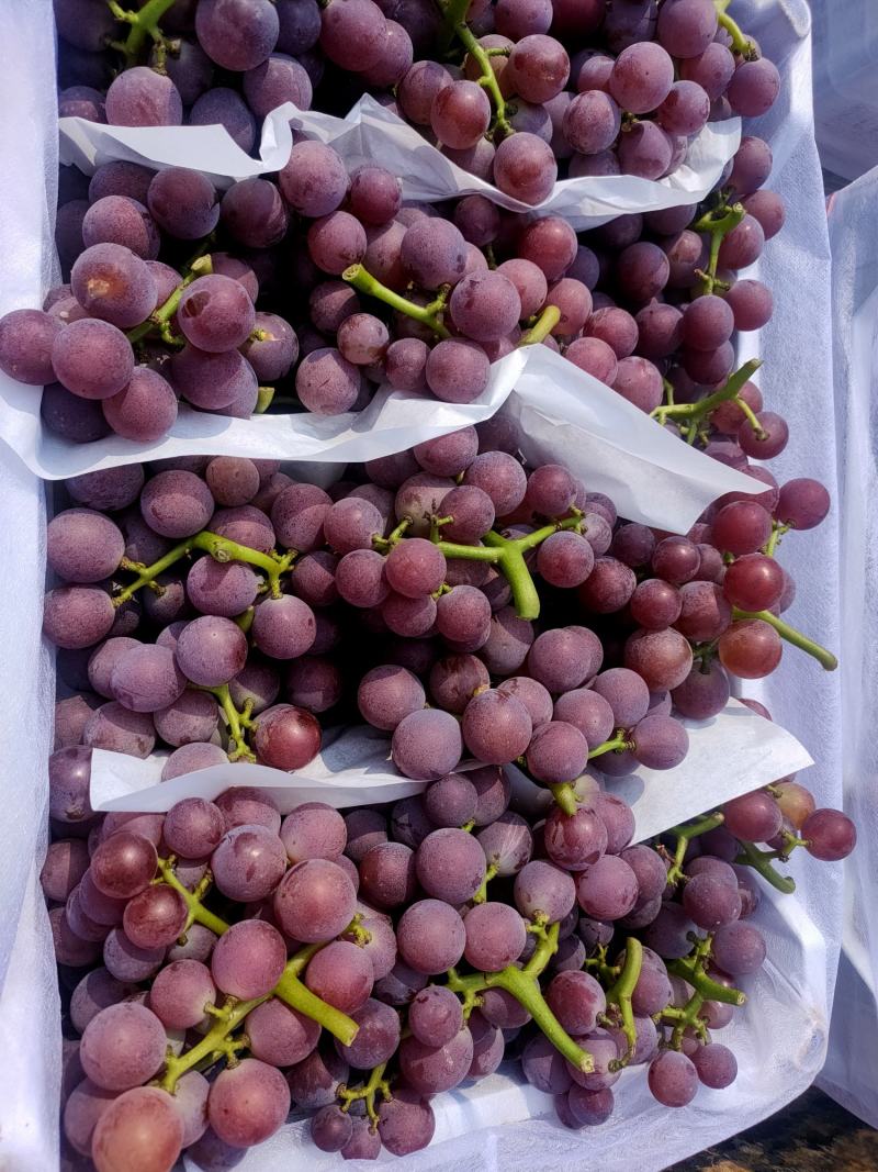 巨峰葡萄，上万亩巨峰葡萄基地，欢迎采购。