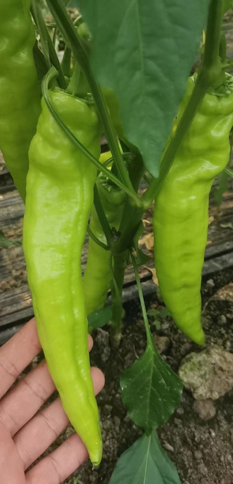【辣椒】辽宁精品鲜辣椒尖椒产地直供保质保量欢迎选购
